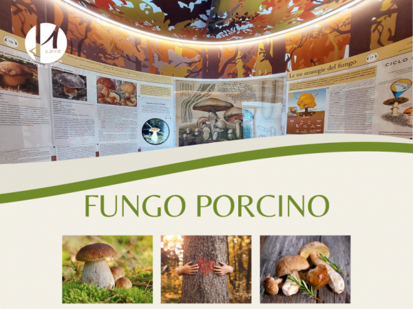 Porcini Mushrooms